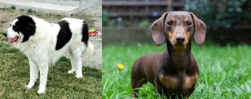 Miniature Dachshund vs Ciobanesc de Bucovina - Breed Comparison