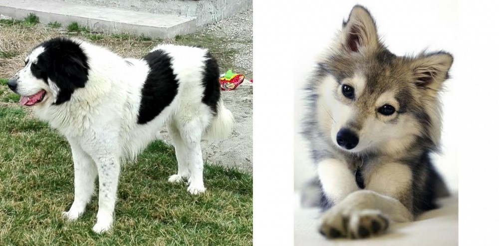 Miniature Siberian Husky vs Ciobanesc de Bucovina - Breed Comparison