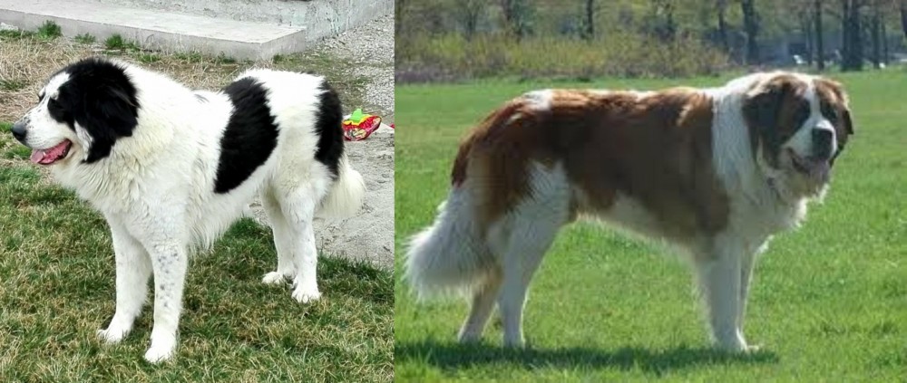 Moscow Watchdog vs Ciobanesc de Bucovina - Breed Comparison