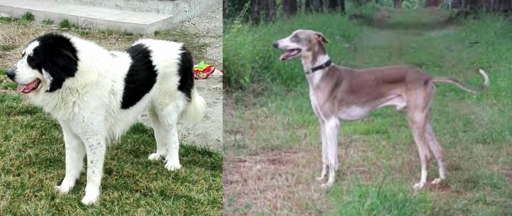 Mudhol Hound vs Ciobanesc de Bucovina - Breed Comparison