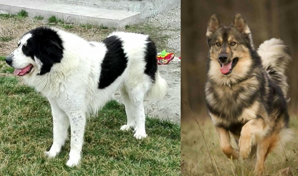 Native American Indian Dog vs Ciobanesc de Bucovina - Breed Comparison