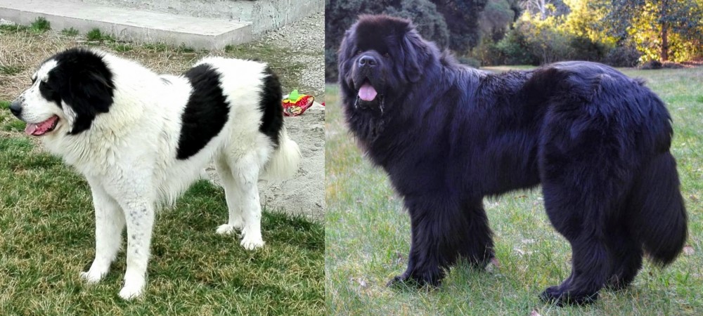 Newfoundland Dog vs Ciobanesc de Bucovina - Breed Comparison