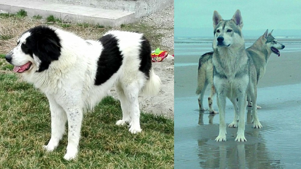Northern Inuit Dog vs Ciobanesc de Bucovina - Breed Comparison