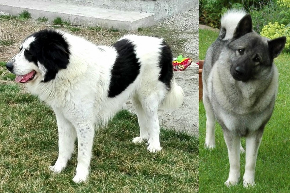 Norwegian Elkhound vs Ciobanesc de Bucovina - Breed Comparison