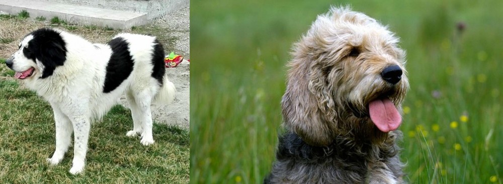 Otterhound vs Ciobanesc de Bucovina - Breed Comparison