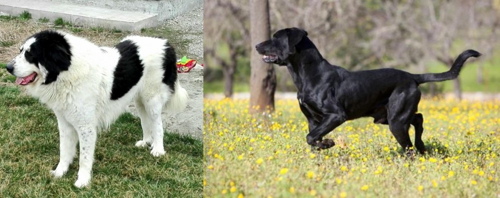 Perro de Pastor Mallorquin vs Ciobanesc de Bucovina - Breed Comparison