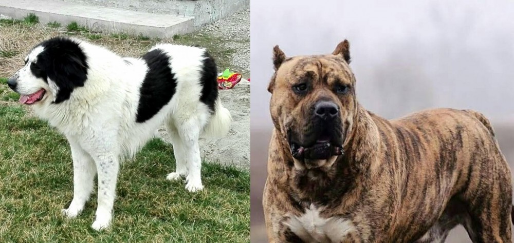 Perro de Presa Canario vs Ciobanesc de Bucovina - Breed Comparison