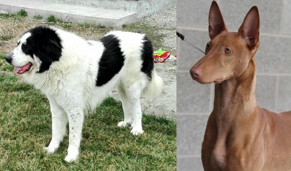 Pharaoh Hound vs Ciobanesc de Bucovina - Breed Comparison