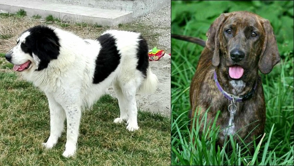 Plott Hound vs Ciobanesc de Bucovina - Breed Comparison