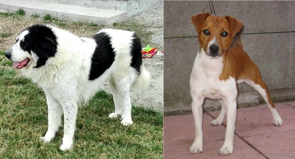 Plummer Terrier vs Ciobanesc de Bucovina - Breed Comparison