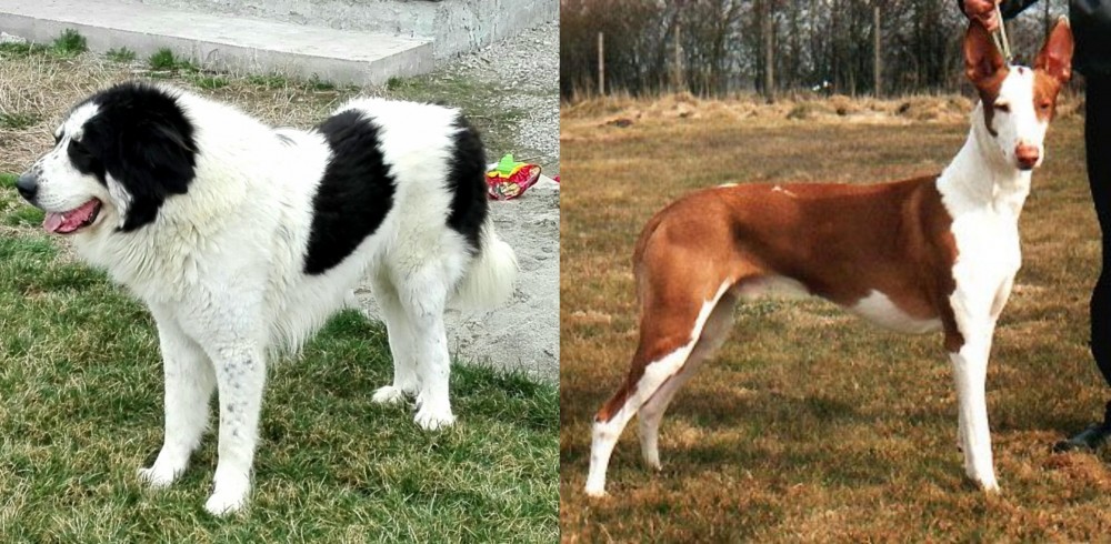 Podenco Canario vs Ciobanesc de Bucovina - Breed Comparison
