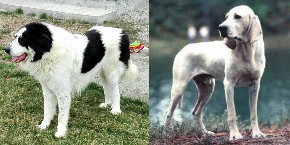 Porcelaine vs Ciobanesc de Bucovina - Breed Comparison