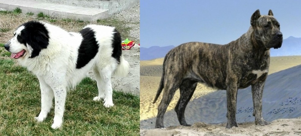 Presa Canario vs Ciobanesc de Bucovina - Breed Comparison