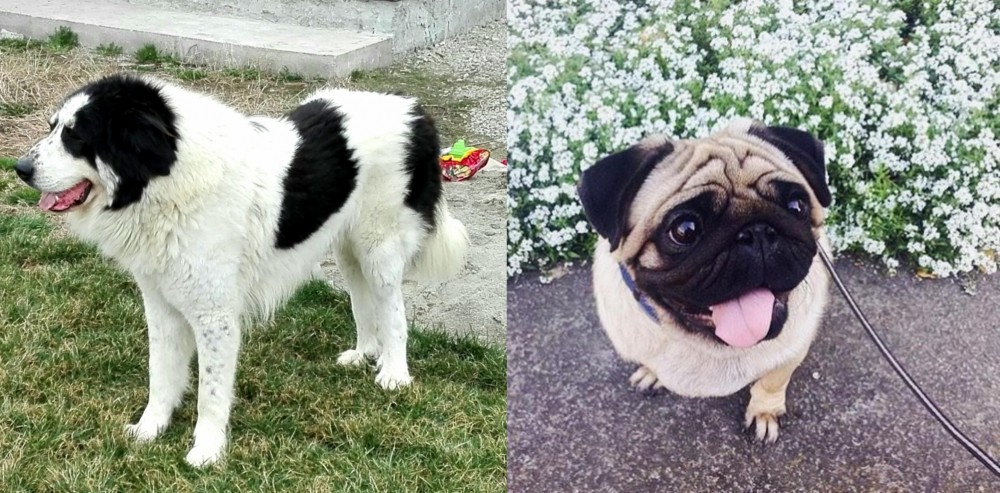 Pug vs Ciobanesc de Bucovina - Breed Comparison