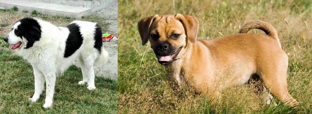 Puggle vs Ciobanesc de Bucovina - Breed Comparison