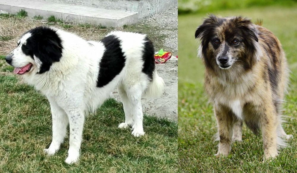 Pyrenean Shepherd vs Ciobanesc de Bucovina - Breed Comparison
