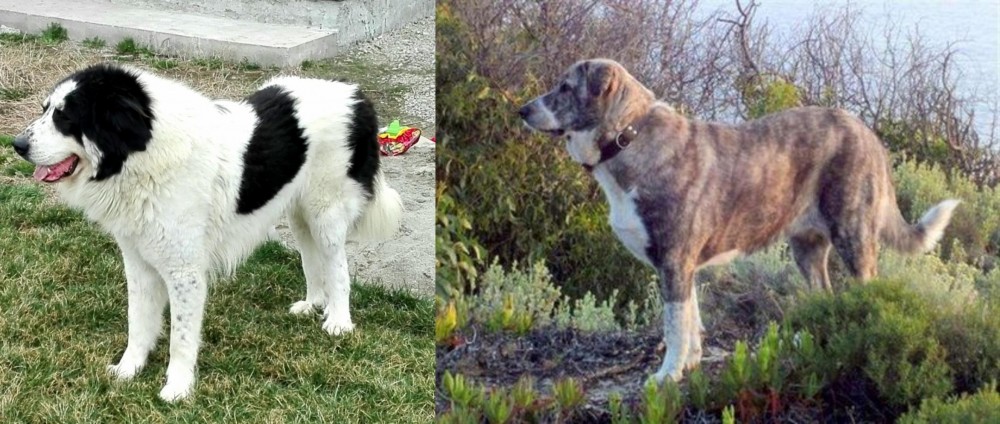 Rafeiro do Alentejo vs Ciobanesc de Bucovina - Breed Comparison