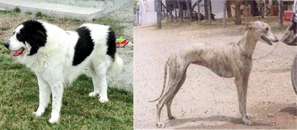 Rampur Greyhound vs Ciobanesc de Bucovina - Breed Comparison