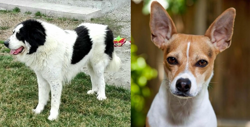 Rat Terrier vs Ciobanesc de Bucovina - Breed Comparison