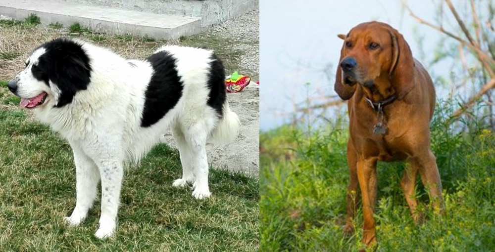 Redbone Coonhound vs Ciobanesc de Bucovina - Breed Comparison