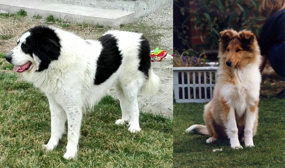 Rough Collie vs Ciobanesc de Bucovina - Breed Comparison