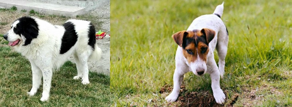 Russell Terrier vs Ciobanesc de Bucovina - Breed Comparison