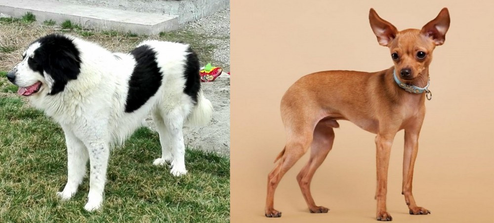 Russian Toy Terrier vs Ciobanesc de Bucovina - Breed Comparison