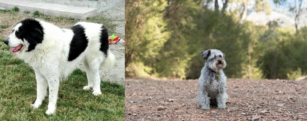 Schnoodle vs Ciobanesc de Bucovina - Breed Comparison