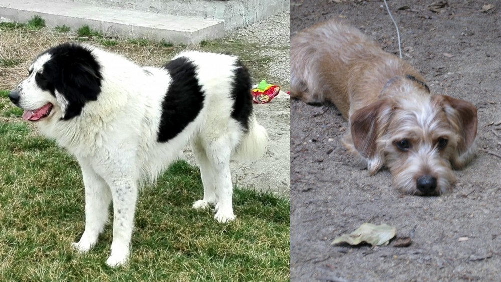 Schweenie vs Ciobanesc de Bucovina - Breed Comparison