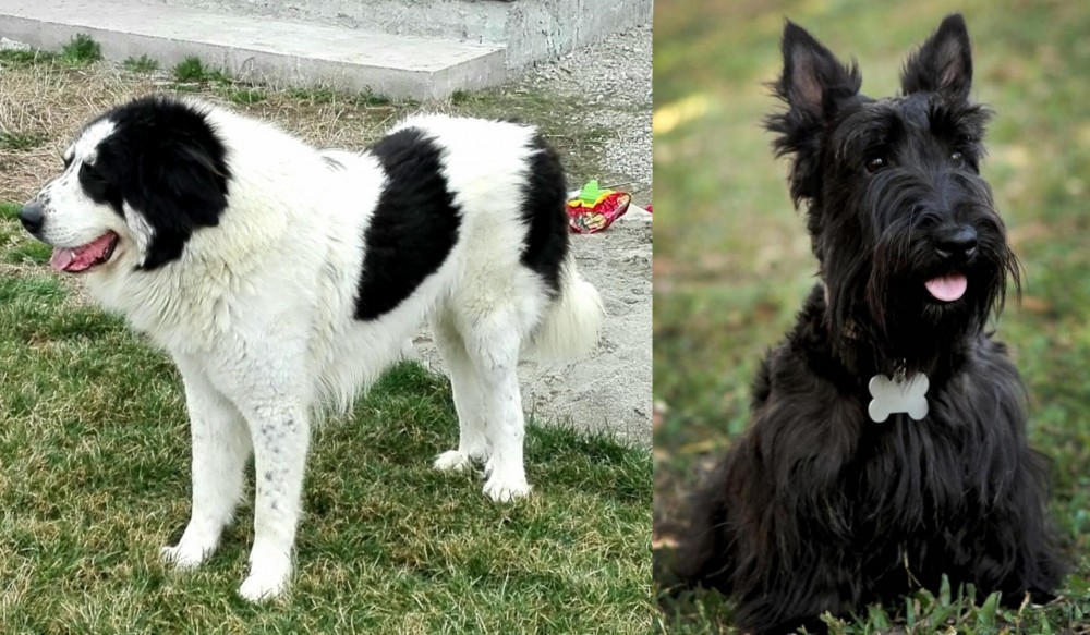 Scoland Terrier vs Ciobanesc de Bucovina - Breed Comparison