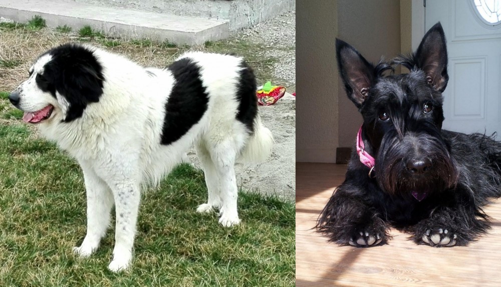 Scottish Terrier vs Ciobanesc de Bucovina - Breed Comparison