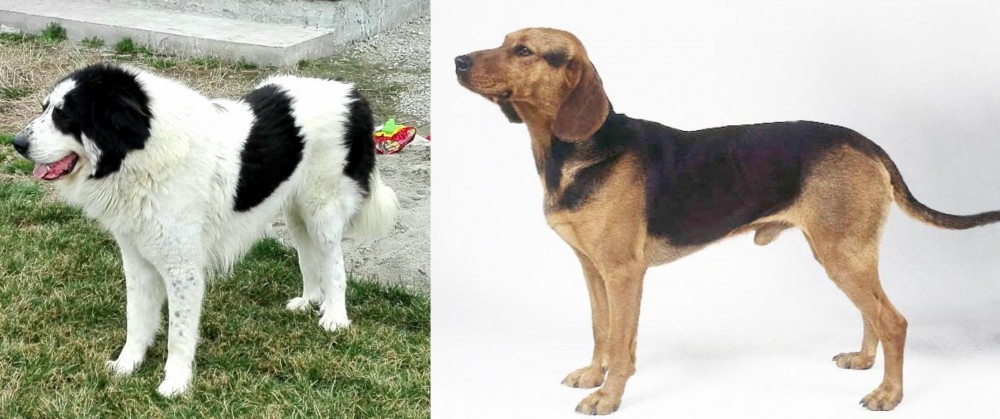 Serbian Hound vs Ciobanesc de Bucovina - Breed Comparison