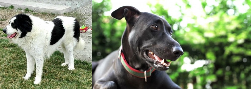 Shepard Labrador vs Ciobanesc de Bucovina - Breed Comparison
