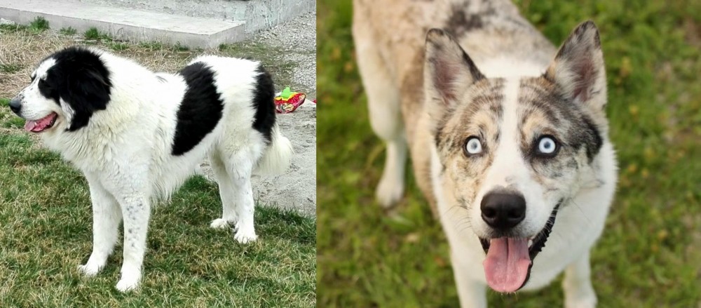 Shepherd Husky vs Ciobanesc de Bucovina - Breed Comparison