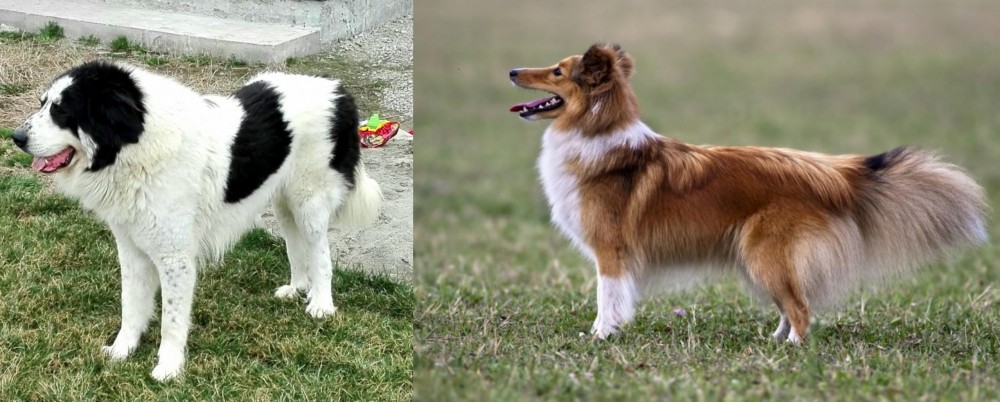 Shetland Sheepdog vs Ciobanesc de Bucovina - Breed Comparison