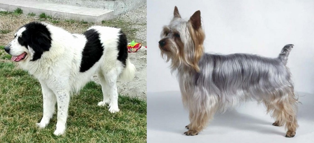 Silky Terrier vs Ciobanesc de Bucovina - Breed Comparison
