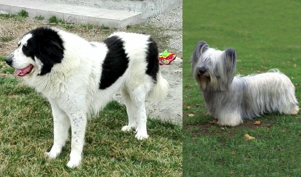 Skye Terrier vs Ciobanesc de Bucovina - Breed Comparison