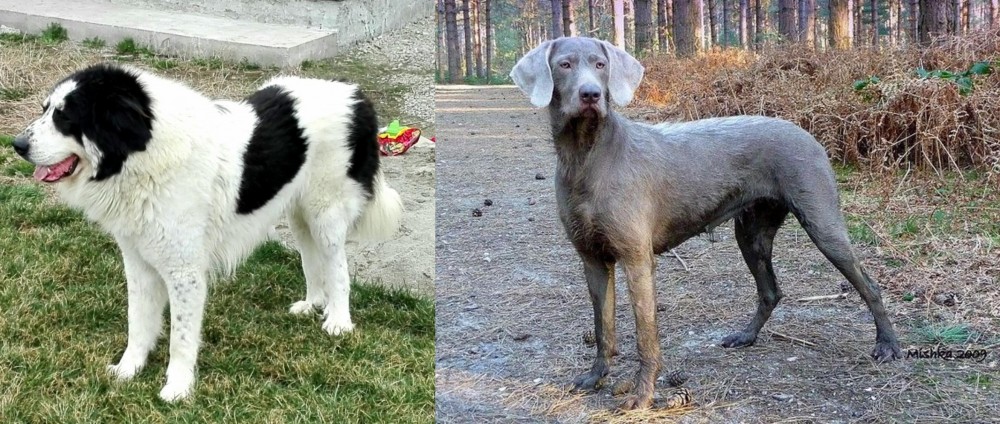 Slovensky Hrubosrsty Stavac vs Ciobanesc de Bucovina - Breed Comparison