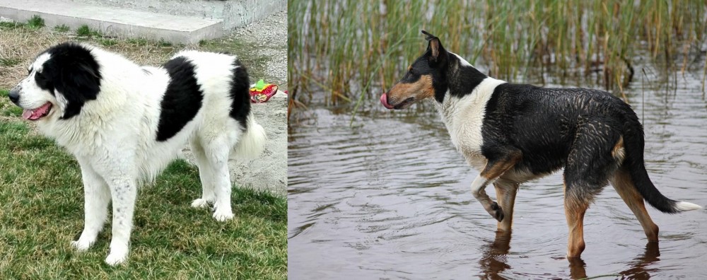Smooth Collie vs Ciobanesc de Bucovina - Breed Comparison