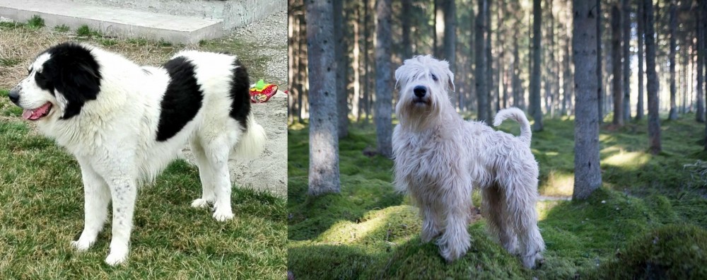 Soft-Coated Wheaten Terrier vs Ciobanesc de Bucovina - Breed Comparison