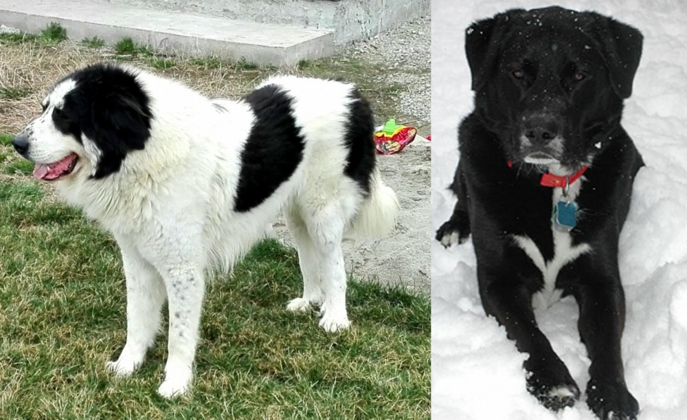 St. John's Water Dog vs Ciobanesc de Bucovina - Breed Comparison