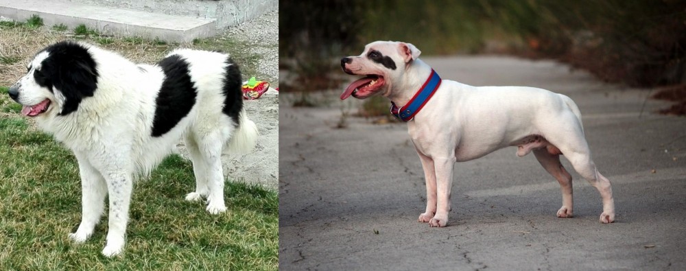 Staffordshire Bull Terrier vs Ciobanesc de Bucovina - Breed Comparison