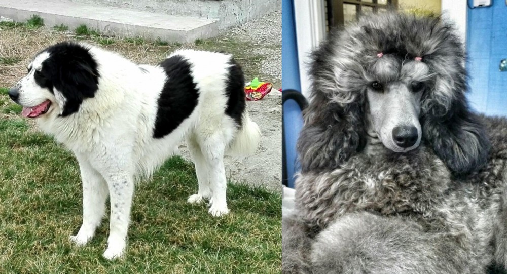 Standard Poodle vs Ciobanesc de Bucovina - Breed Comparison