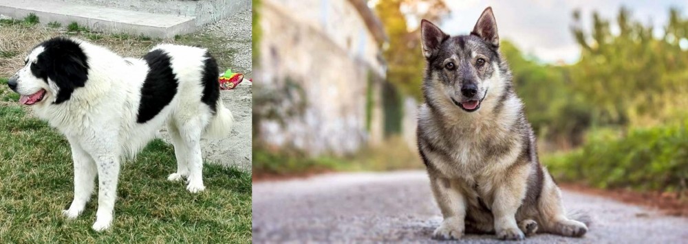 Swedish Vallhund vs Ciobanesc de Bucovina - Breed Comparison