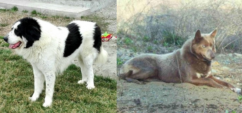 Tahltan Bear Dog vs Ciobanesc de Bucovina - Breed Comparison