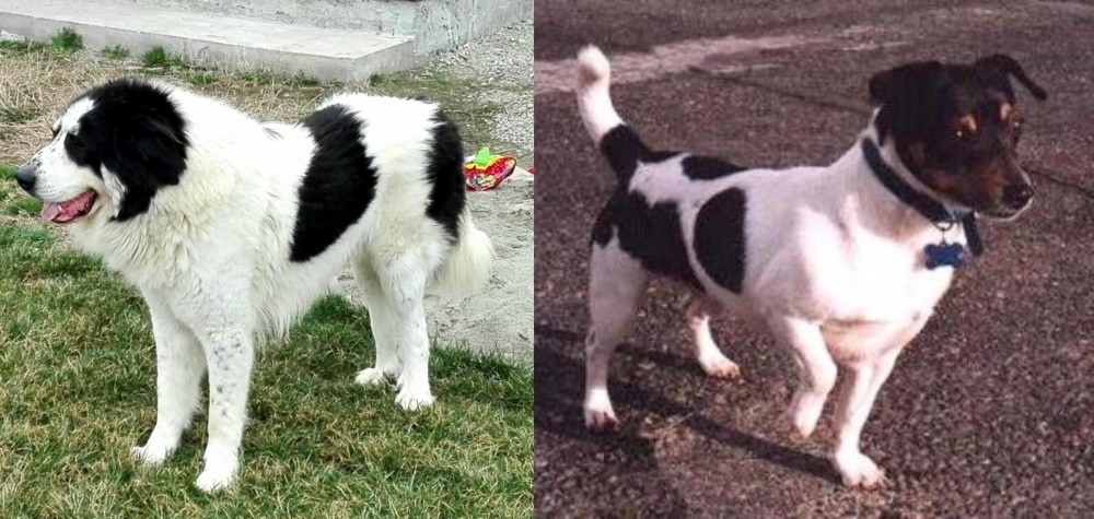 Teddy Roosevelt Terrier vs Ciobanesc de Bucovina - Breed Comparison