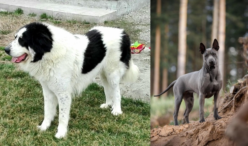 Thai Ridgeback vs Ciobanesc de Bucovina - Breed Comparison