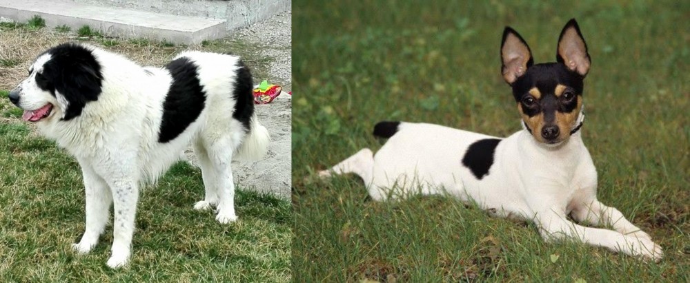 Toy Fox Terrier vs Ciobanesc de Bucovina - Breed Comparison