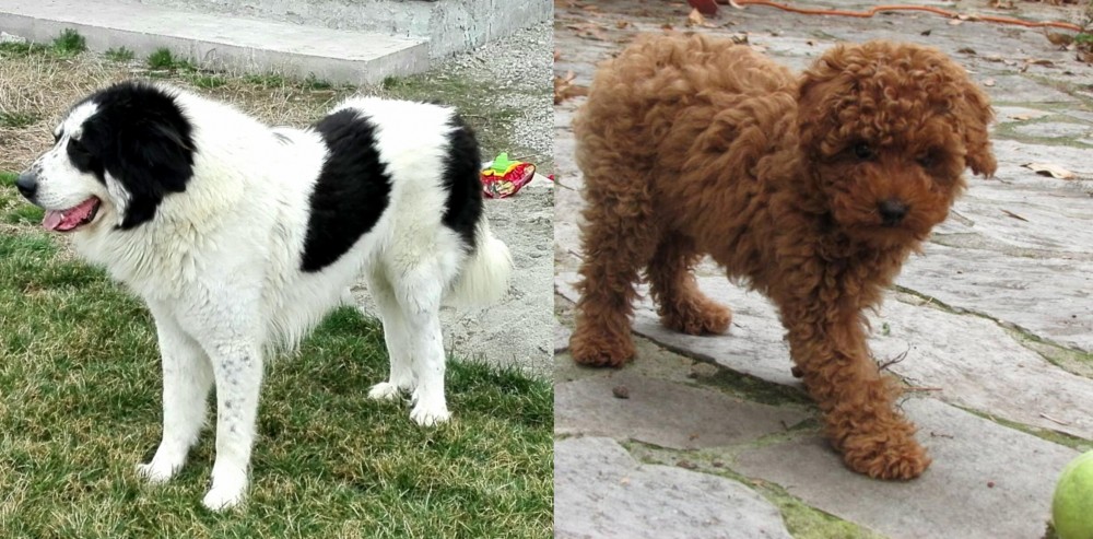 Toy Poodle vs Ciobanesc de Bucovina - Breed Comparison