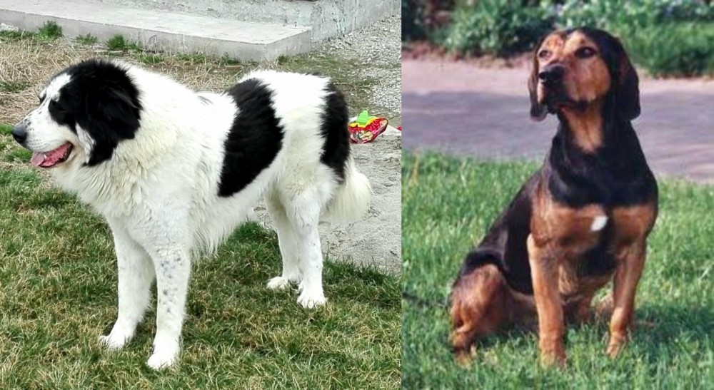 Tyrolean Hound vs Ciobanesc de Bucovina - Breed Comparison